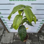 Mangovník (Mangifera indica) ´MALLIKA´ - výška 70-90 cm, kont. C7L